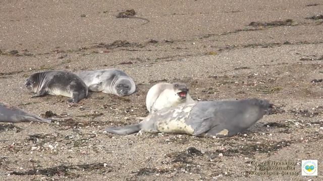 Аргентина 2018. Морские слоны Патагонии- 2. Часть 18 смотреть онлайн