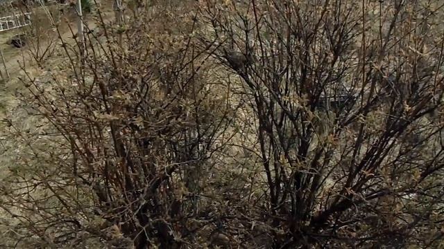 Радуемся первым бутонам: кустарники зацветают! Кто они? смотреть онлайн