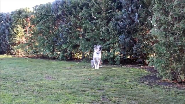 Genius Mondeo (5 months)