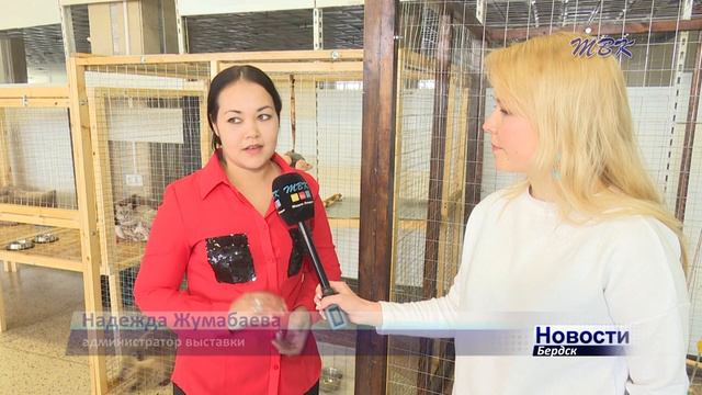 Енот и банда кроликов и кошек захватили Бердский ЦУМ смотреть онлайн