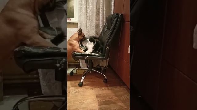 французский бульдог и кот Экзот))) смотреть онлайн