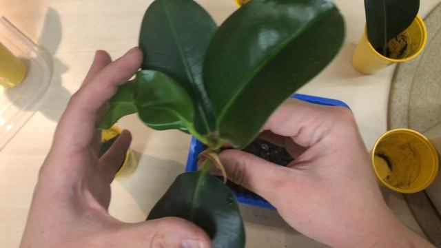 Как вырастить фикус из ЛИСТА. Часть 4 ( попытка №2) / Grow A FICUS From A LEAF