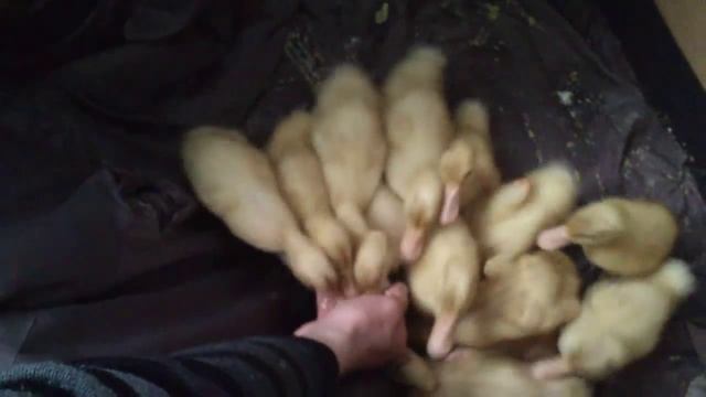как кормить уток! смотреть онлайн