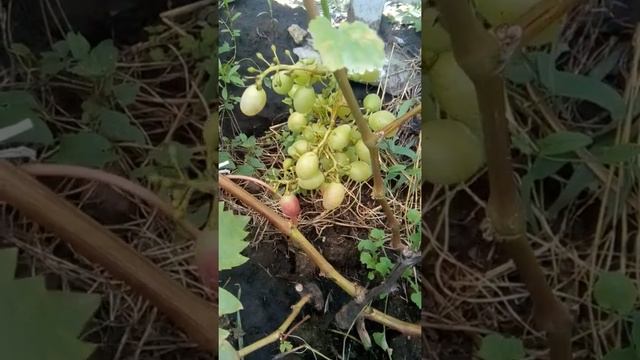 Виноград " Краса Никополя" 17.07.19 смотреть онлайн