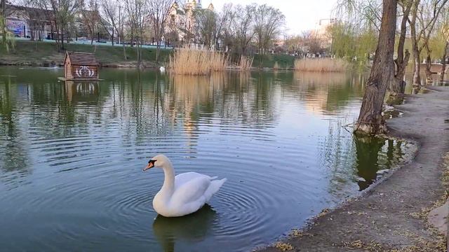 лебединое озеро смотреть онлайн