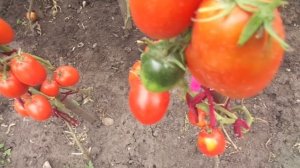 ТОМАТ ПЕРЦЕВИДНЫЙ ГИГАНТ ИДЕАЛЕН ДЛЯ ТЕПЛИЦ. Ольга Чернова.