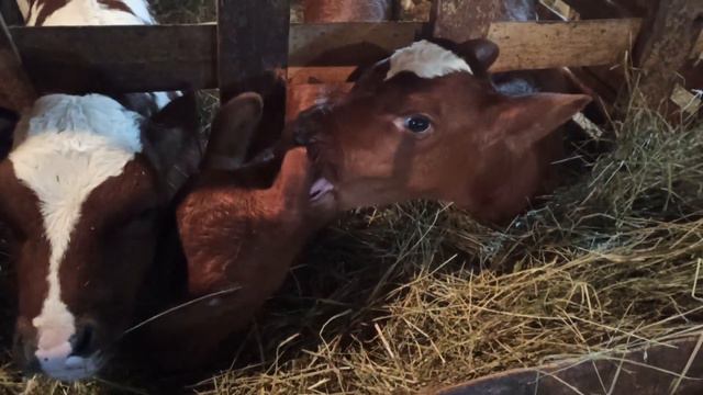 весна на пороге, телята растут. смотреть онлайн