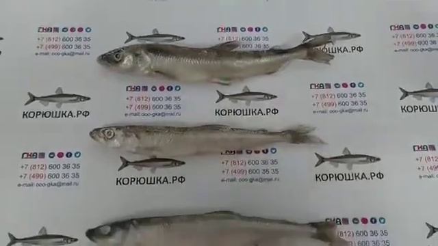 Продажа свежемороженой корюшки СПб
