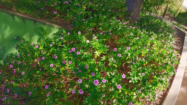 GoPro Hero 12 Black - Sample Footage смотреть онлайн