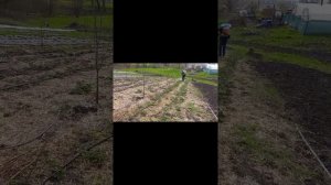 первая обработка клубники бордосской смесью.