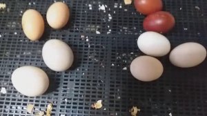 Результат совместной инкубации утиного и куриного яйца.