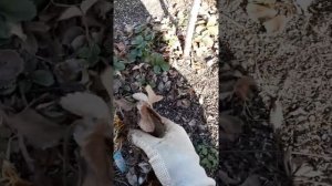 Мульчирование клубники лузгой(шелухой )подсолнечника плюсы и минусы