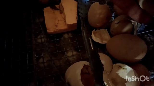 Вылупились Фаверольки. Смотр Гриз бар и Плимутрок. смотреть онлайн