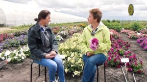 Все разновидности петуний. Лучшие сорта петуний