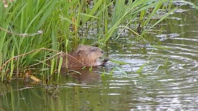 Ондатра у меня в пруду. смотреть онлайн