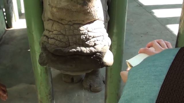Кормление носорога Feeding the rhino смотреть онлайн