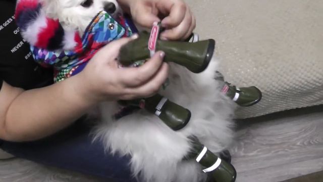 Одежда от ForMyDogs/готов к зиме/примерка смотреть онлайн