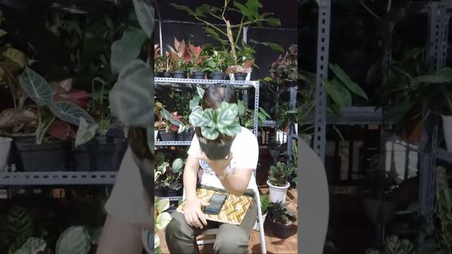 Live Sale / 081383561844 смотреть онлайн