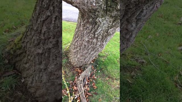 White Poplar (Populus alba) - base of tree - December 2017 смотреть онлайн