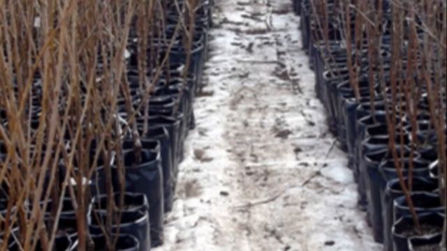 Лучшие черешни для средней полосы смотреть онлайн