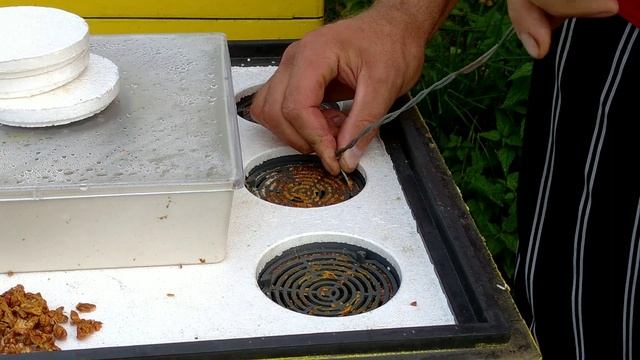 Как собираю прополис смотреть онлайн