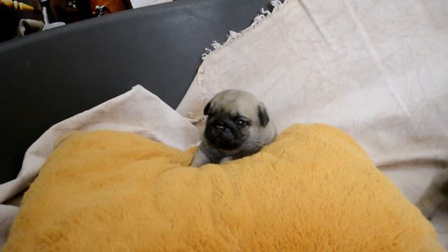 Первый гав мопса! смотреть онлайн