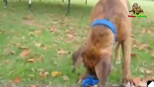 Собаки с соской. Подборка. смотреть онлайн