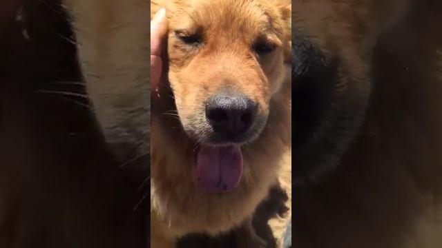 Лейс (выброшенный в СНТ) скучает и гладится на выгуле смотреть онлайн