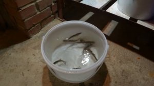 Как сохранить живца на рыбалке! Как довезти живца до места рыбалки!