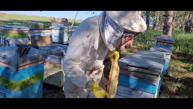 Откачиваем мёд с эспарцета. Вторая качка этого сезона. смотреть онлайн