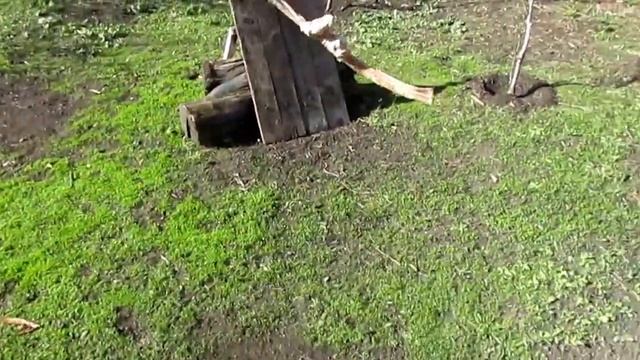 Собака на тренировке. Вис на ухватке смотреть онлайн