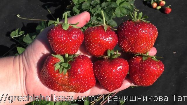 МАКСИМ среднеспелый сорт клубники гигант смотреть онлайн