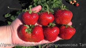 МАКСИМ среднеспелый сорт клубники гигант