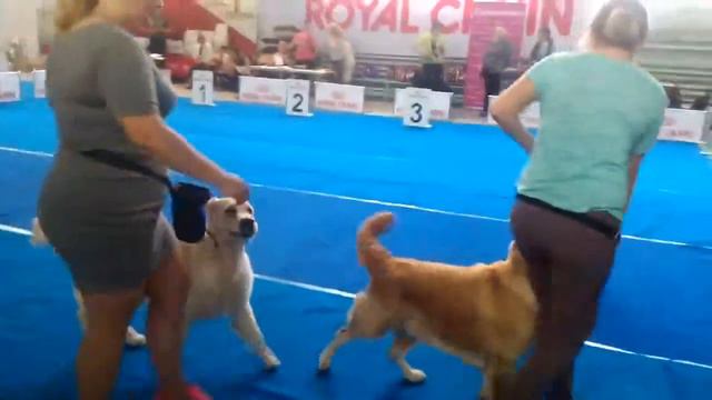 Выставка Голден ретривера