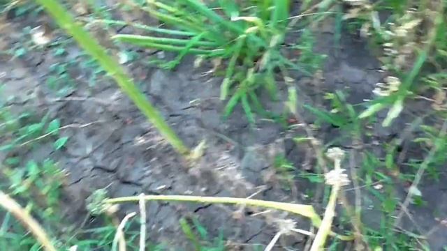 Сейте апрельский лук. Зеленный лук весна, лето, осень смотреть онлайн