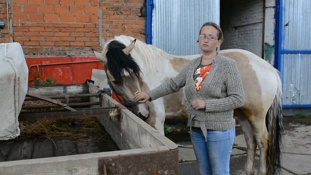 Лошади с бойни: за и против. Часть 1 смотреть онлайн