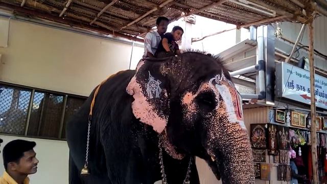 Abiram on Elephant смотреть онлайн