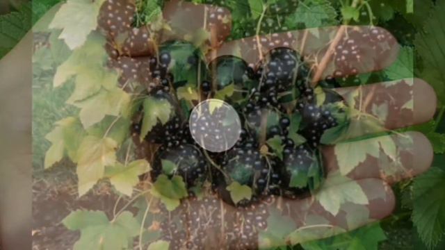 Подкормки для смородины. Что нужно сделать чтобы смородина дала крупный урожай??? смотреть онлайн