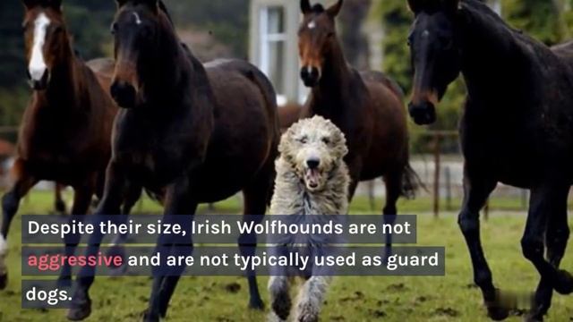 Facts that you should know about Irish Wolfhound смотреть онлайн