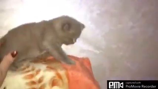 Как за 10 дней подросли котята.Жалко было с ними расставаться но надо было уезжать. смотреть онлайн