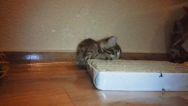 Бенгальская кошка F2 - 3 недели (Leopardika Wild Russia - Bengal Cat F2)