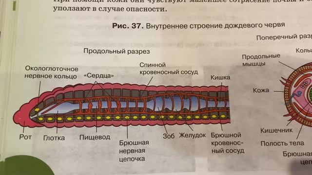 Биология/7 кл/Тихонова/Тип кольчатые черви/16.11.21 смотреть онлайн