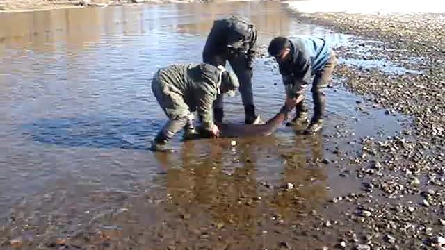 Рекордный Таймень 2007 смотреть онлайн