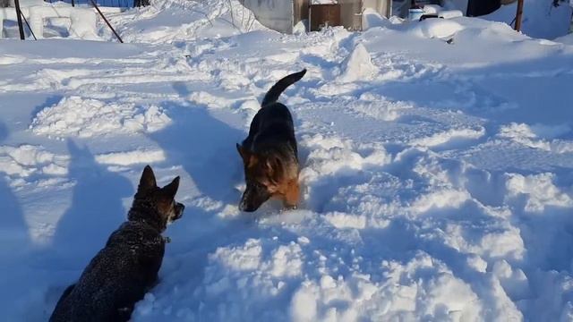 Немецкие овчарки дружба с пелёнок смотреть онлайн