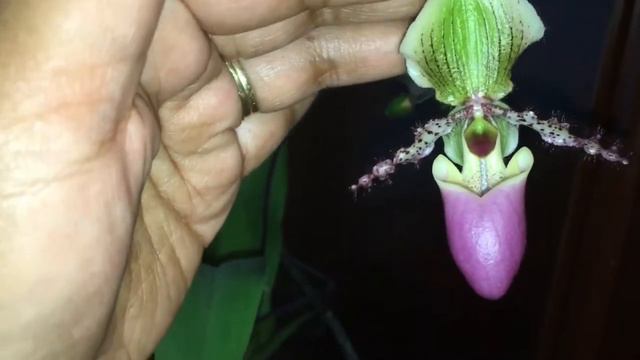 Paphiopedilum glaucophyllum смотреть онлайн