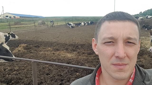 Племенные нетели голштинской породы 380 голов клиентам выбираем. We Choose Holstein Heifers 380 Head