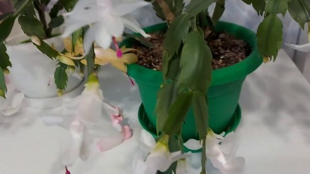 Цветут шлюмбергеры смотреть онлайн