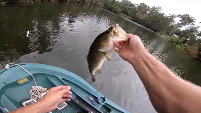 TOPWATER Fishing SMALL Ponds! (LOADED w/ Bass) смотреть онлайн