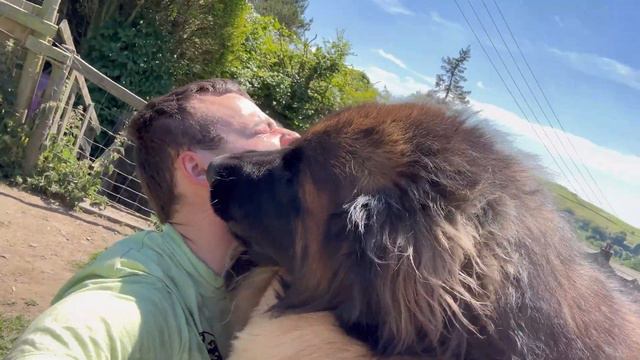 Playing With The BIGGEST DOG BREED - Leonberger Pack смотреть онлайн
