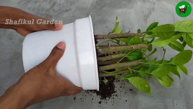 How to propagate lemon tree from cuttings || grow lemon tree cuttings in tea leaves смотреть онлайн